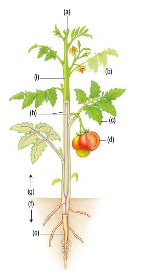 Screen+shot+2017 08 02+at+10.19.02+am