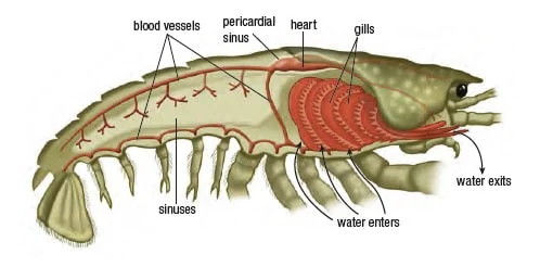 Screen+shot+2017 08 02+at+10.19.24+am