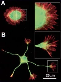Rgb Guidelines 1 Rgb Guidelines 1