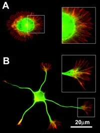 Rgb Guidelines 2 Rgb Guidelines 2