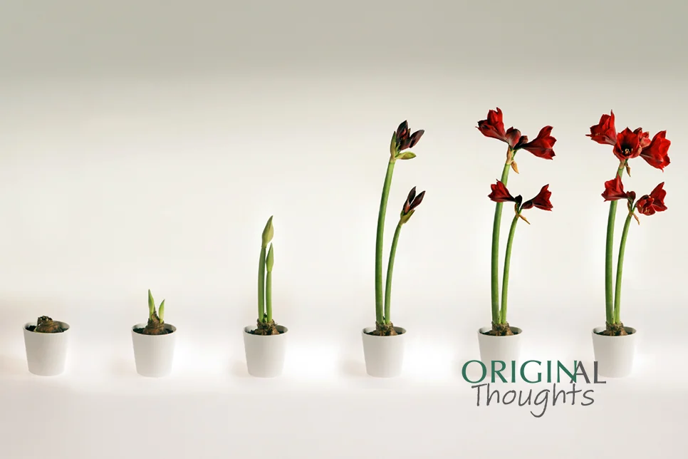 The Evolving Journal Article