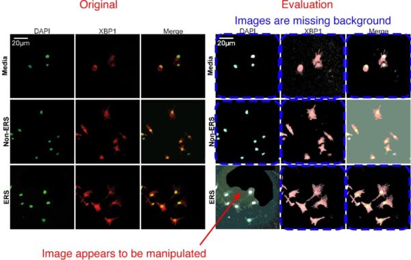 Image Forensics